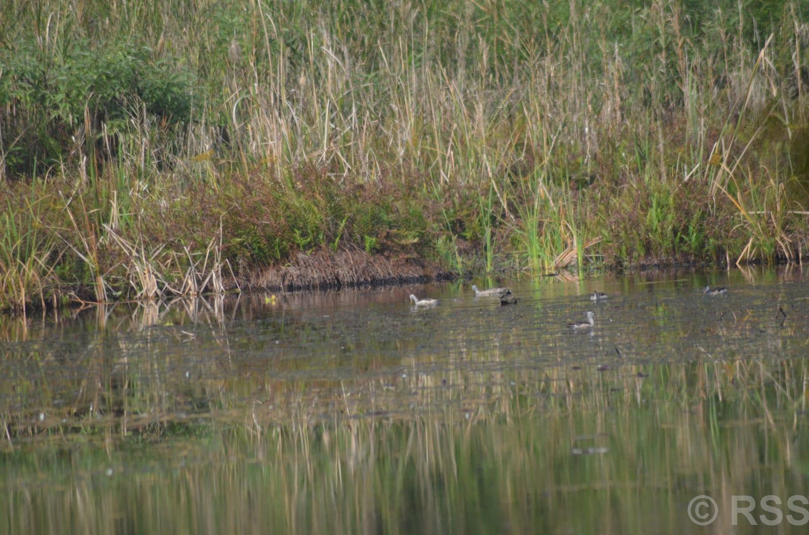 घोडाघोडीमा हरिहाँसको सङ्ख्या बढ्यो, जलपन्छीको घट्यो