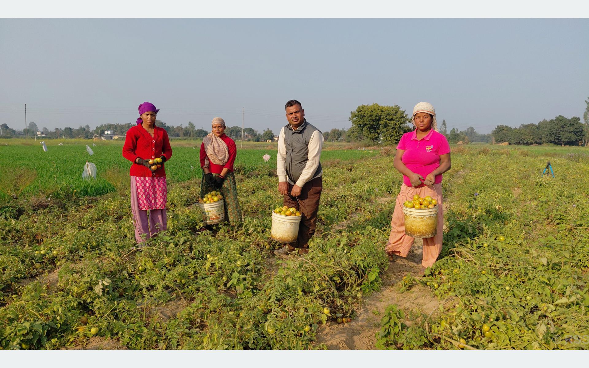 तीन पुस्तादेखि टमाटरखेतीः विदेशको विकल्प बनेको छ वीरेन्द्रको टमाटर व्यवसाय