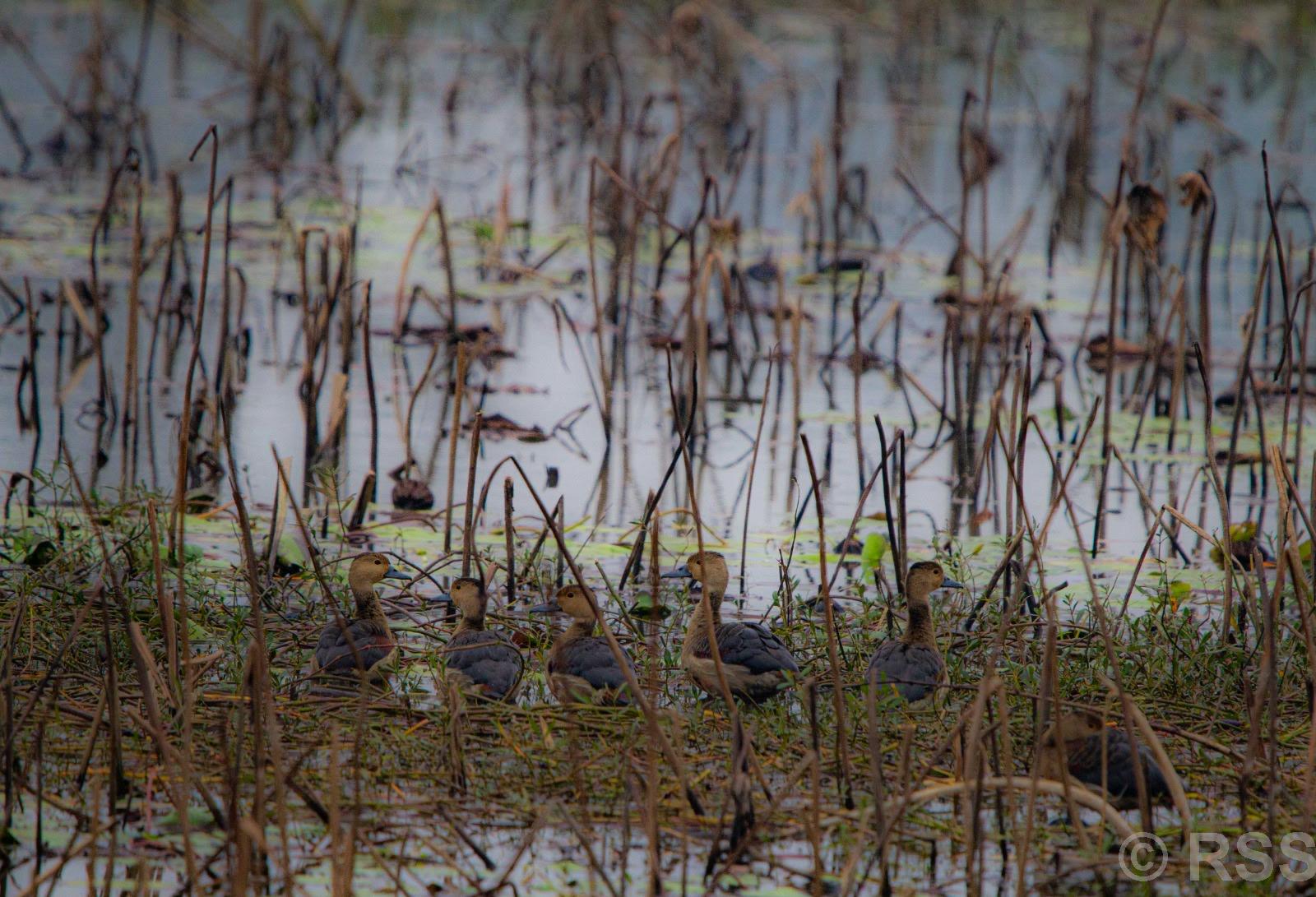 बाँकेमा जलपन्छीको वासस्थान जोखिममा