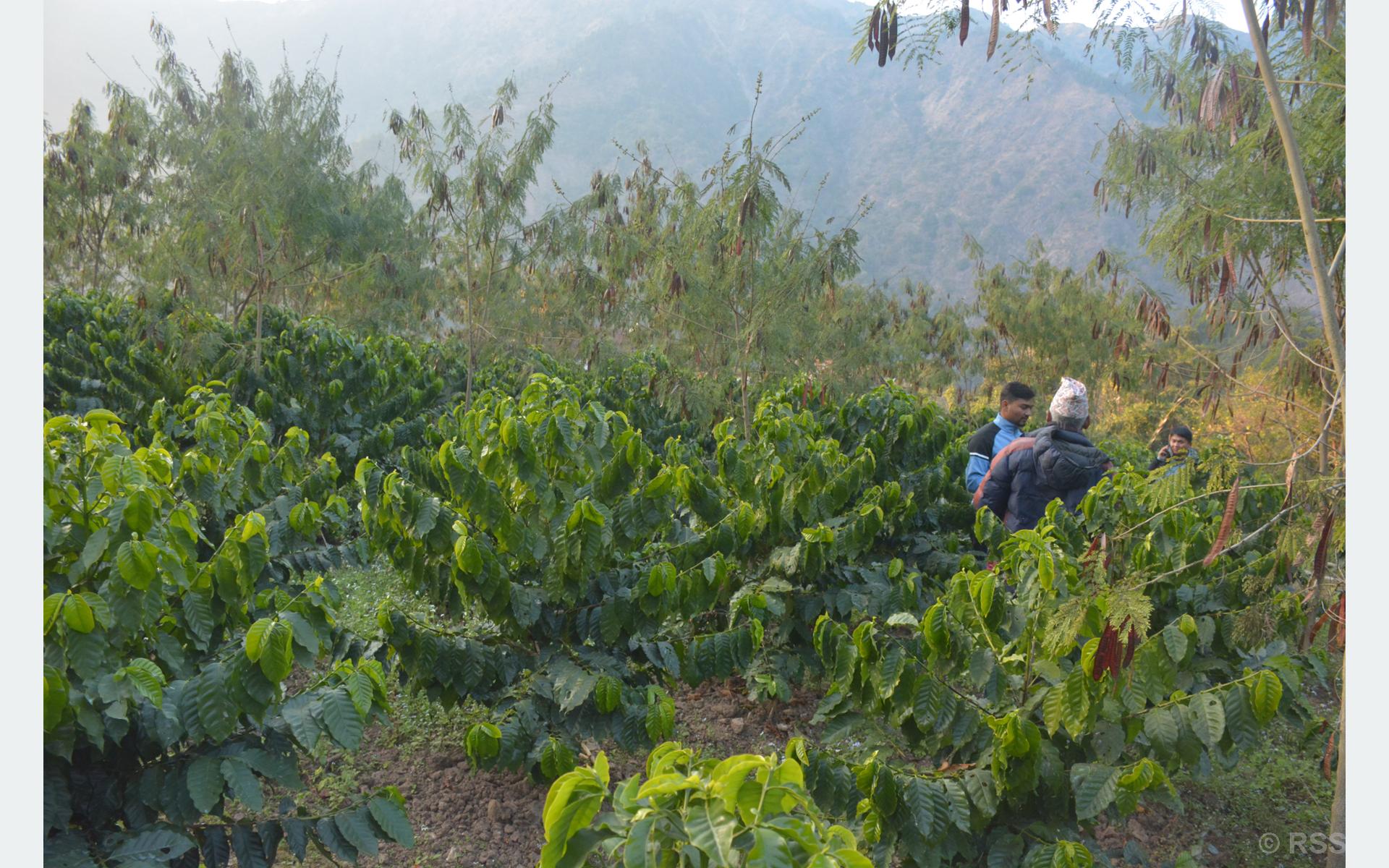 काभ्रेपलाञ्चोकका किसान मल्चिङ विधिबाट कफीखेती गर्दै