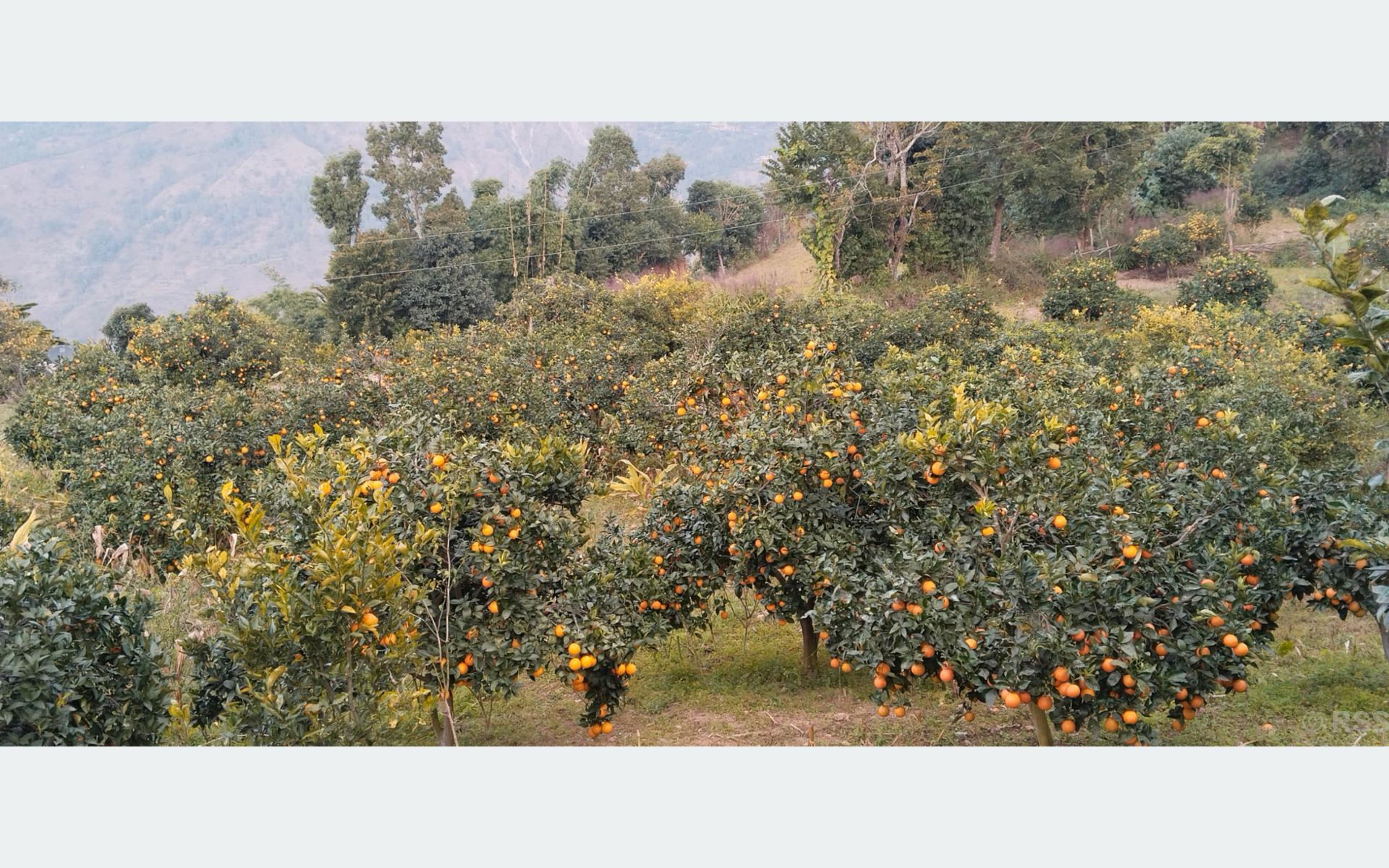 जुनारखेतीः कम मेहेनतमा मनग्य आम्दानी