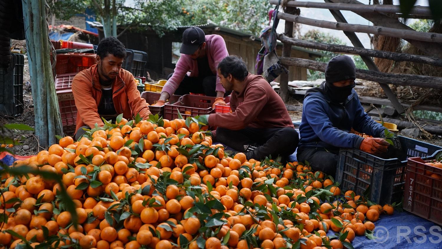 किसानले माघ लागेपछि बल्ल टिप्न थाले सुन्तला