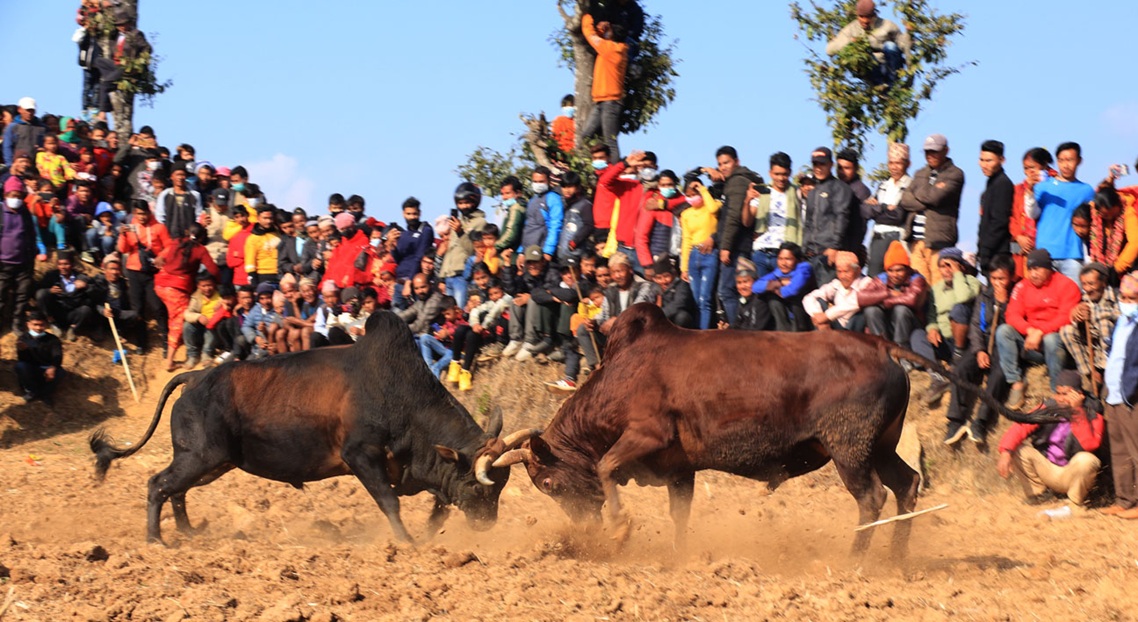 धादिङमा जुधाइयो एक सय हल गोरु