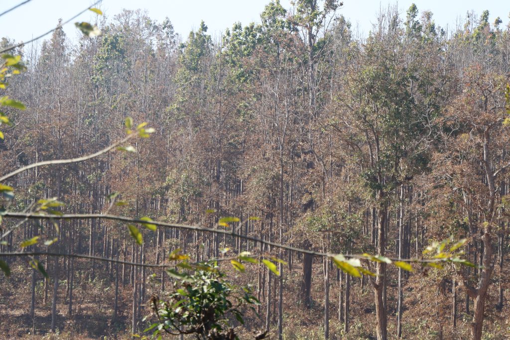 दाङका वनमा महामारी, डढेलो लागेजस्ता देखिए सालका रुख