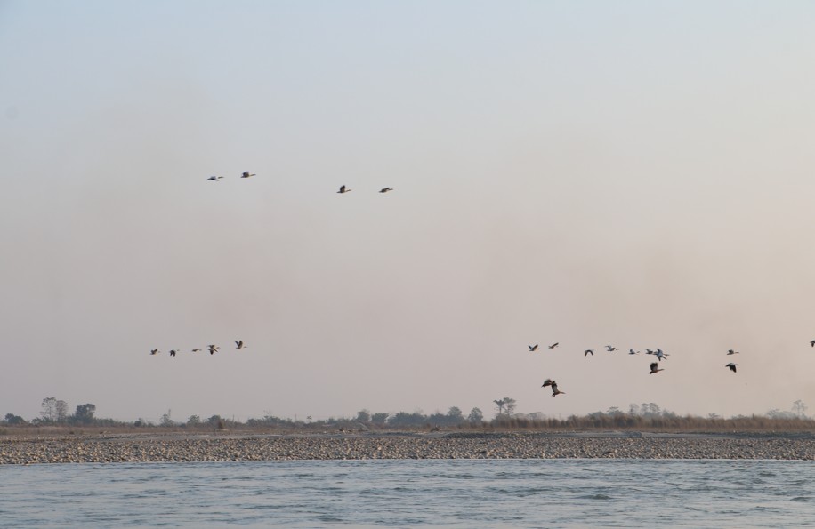 नारायणी नदी आसपासका क्षेत्रमा ४२ प्रजातिका चरा भेटिए