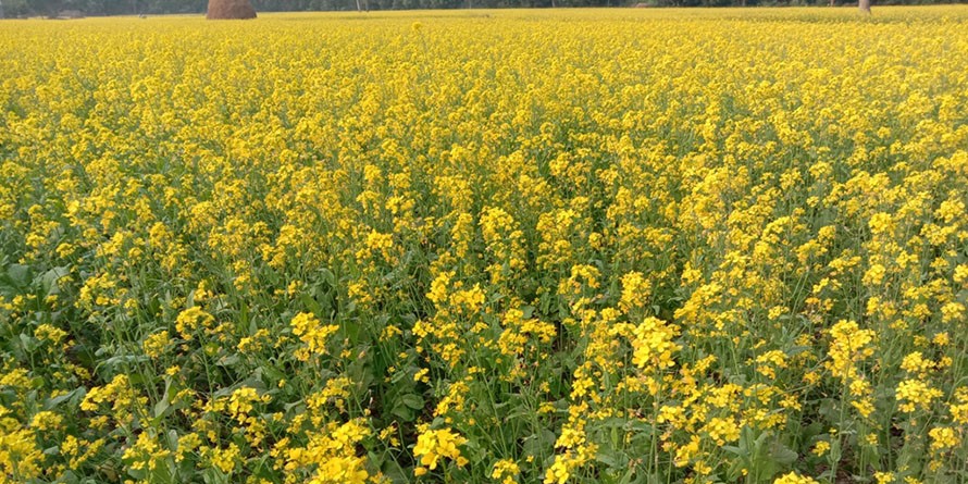 कञ्चनपुरमा तोरीखेती विस्तार हुँदै