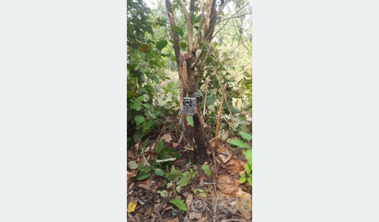 बर्दियामा बाघ गणना