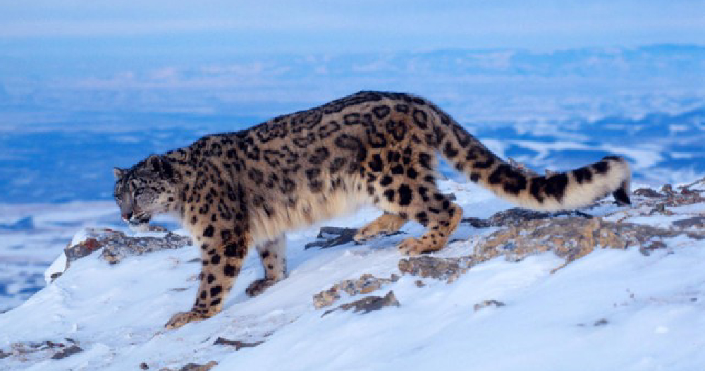 मुस्ताङ र मनाङमा एकैसाथ हिउँचितुवाको सर्वेक्षण