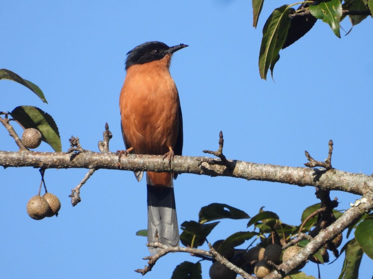 गुल्मीमा चरा प्रजातिको संख्या ३५५ पुग्यो