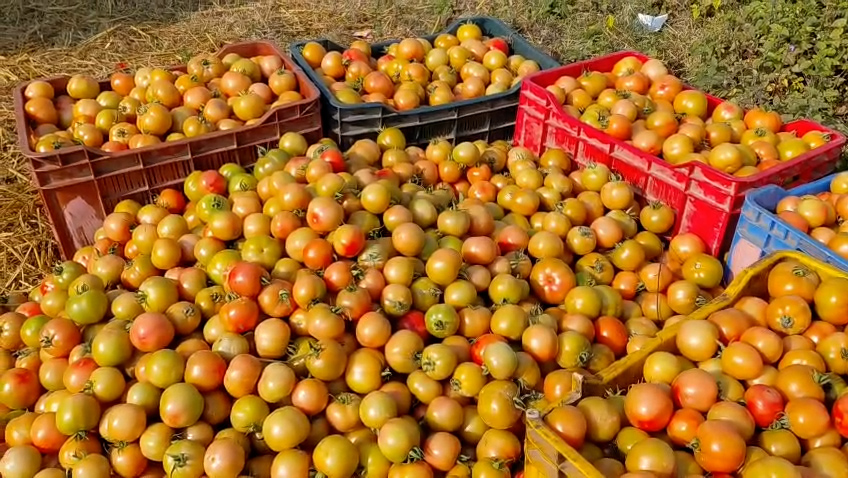 टमाटर खेतीबाट सन्तुष्ट टेक बहादुर सुनार (तस्बिरहरू)