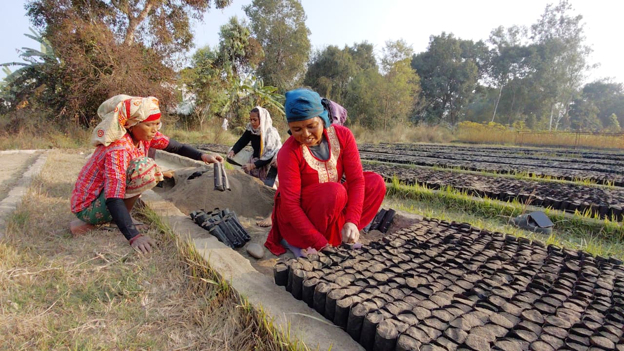 विरुवा उत्पादन गर्दै महिला कामदार