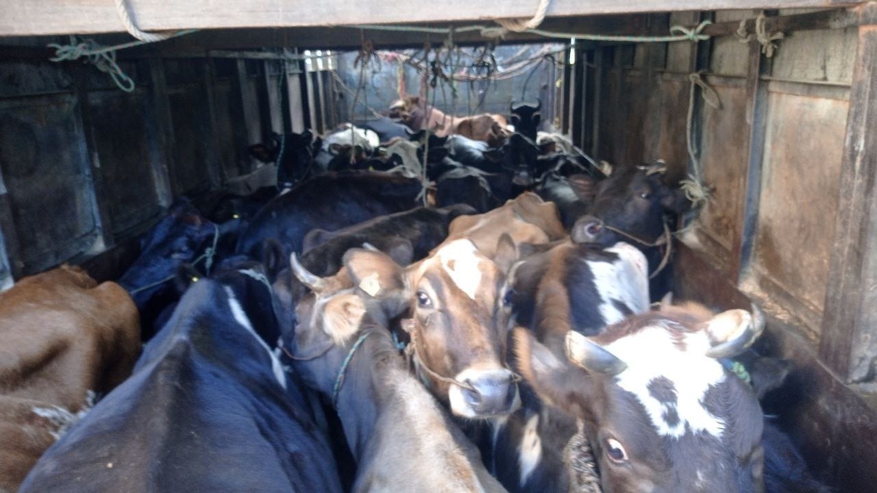 तीन महिनामै ८५ गाई–गोरु नियन्त्रण, तस्करीविरुद्ध मकवानपुर प्रहरीको कडा कारबाही