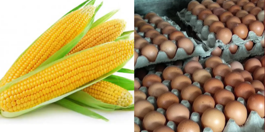 कृषि उत्पादनको मूल्य सूचकाङ्कमा वृद्धि: अण्डा र मकैमा उच्च वार्षिक वृद्धिदर
