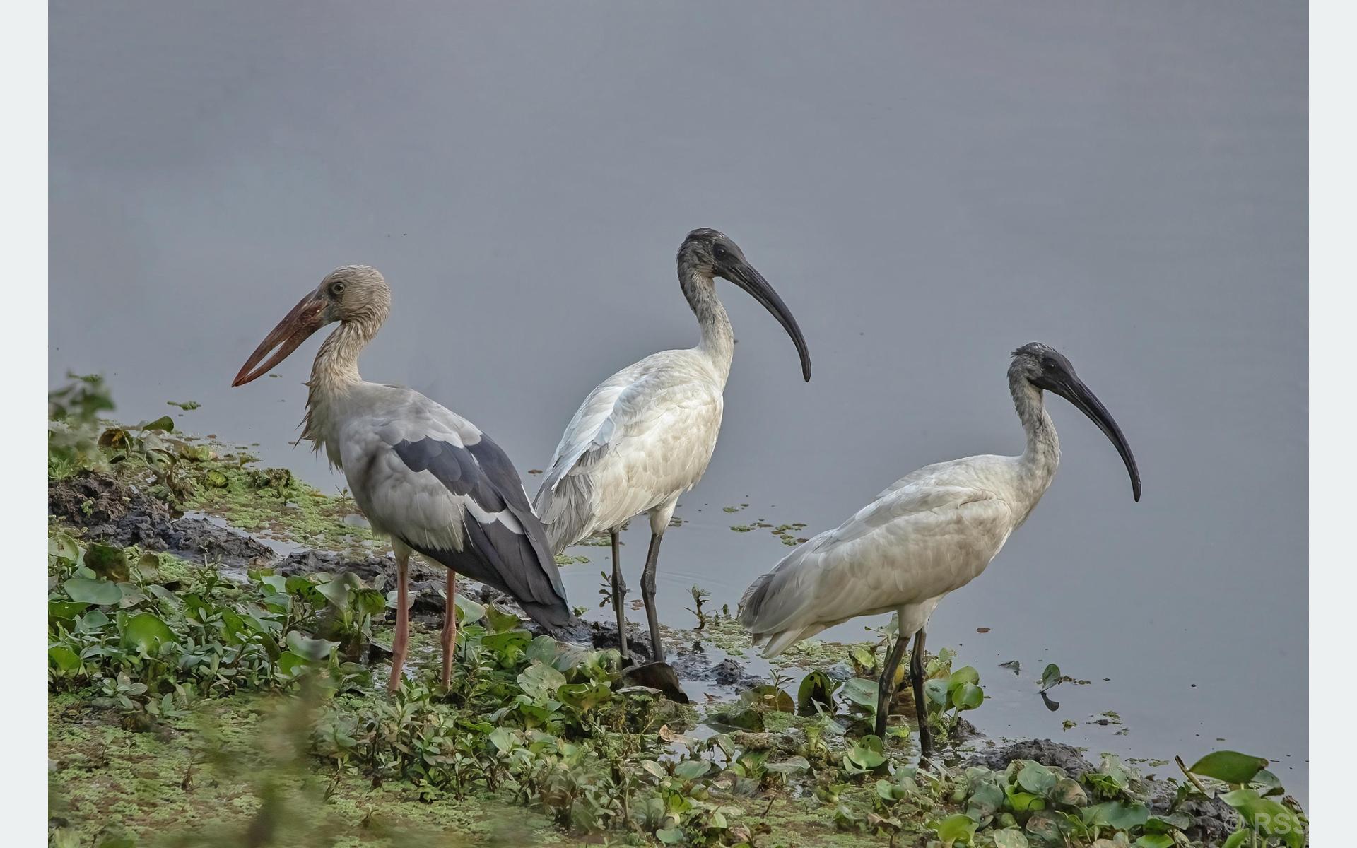 नेपालमा जलपंक्षीको सङ्ख्या घट्दो