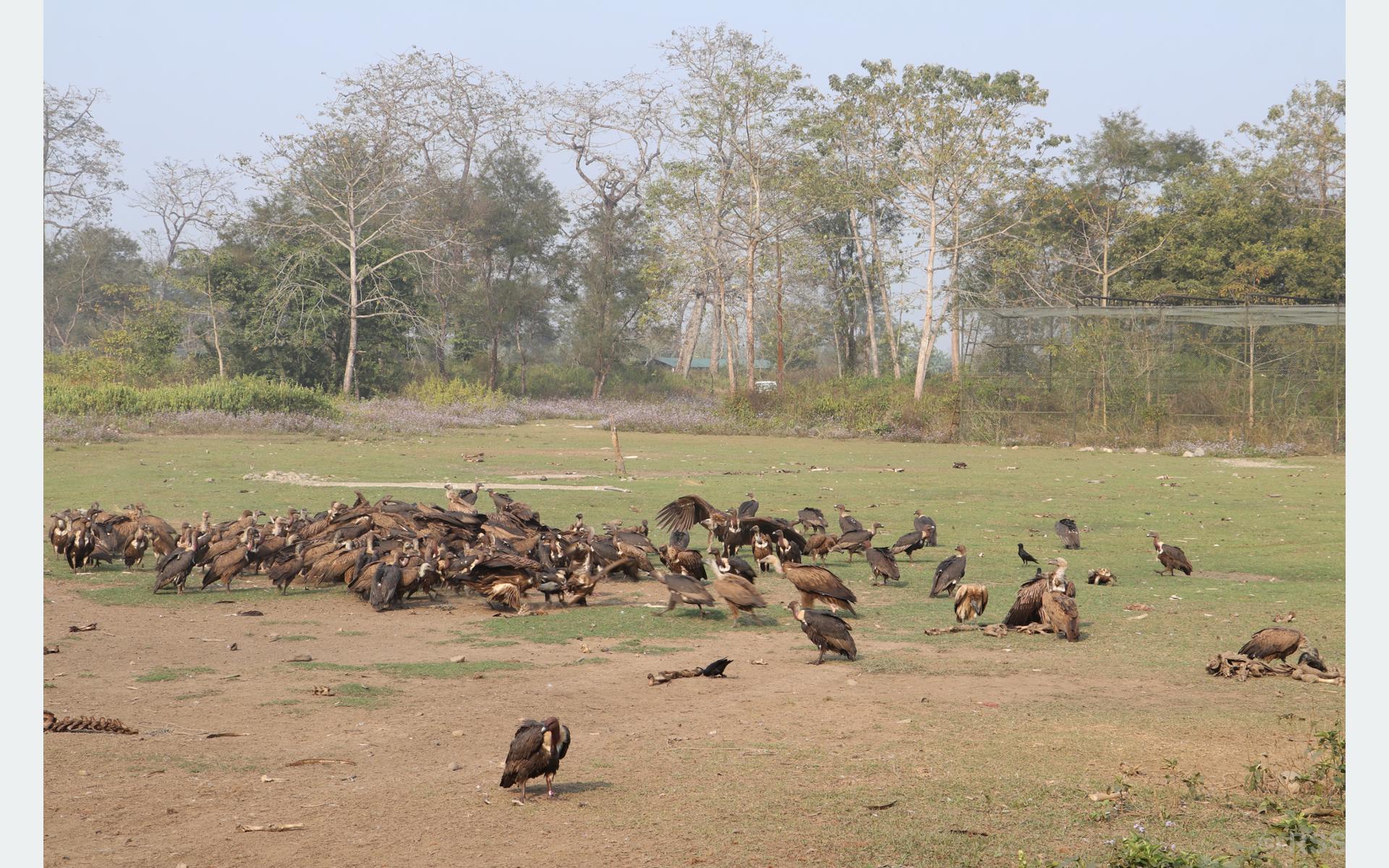 गिद्ध संरक्षणका लागि विषाक्त औषधि प्रयोगमा प्रतिबन्ध लगाउनुपर्नेमा जोड