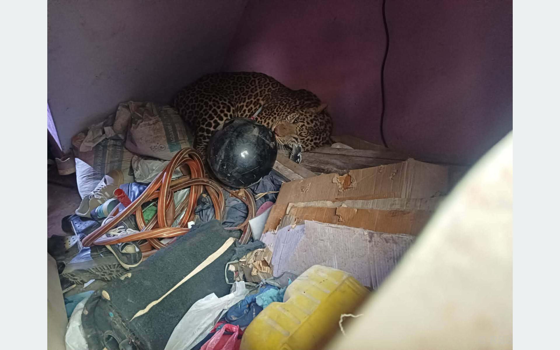 घरभित्र पसेको चितुवाको उद्धार