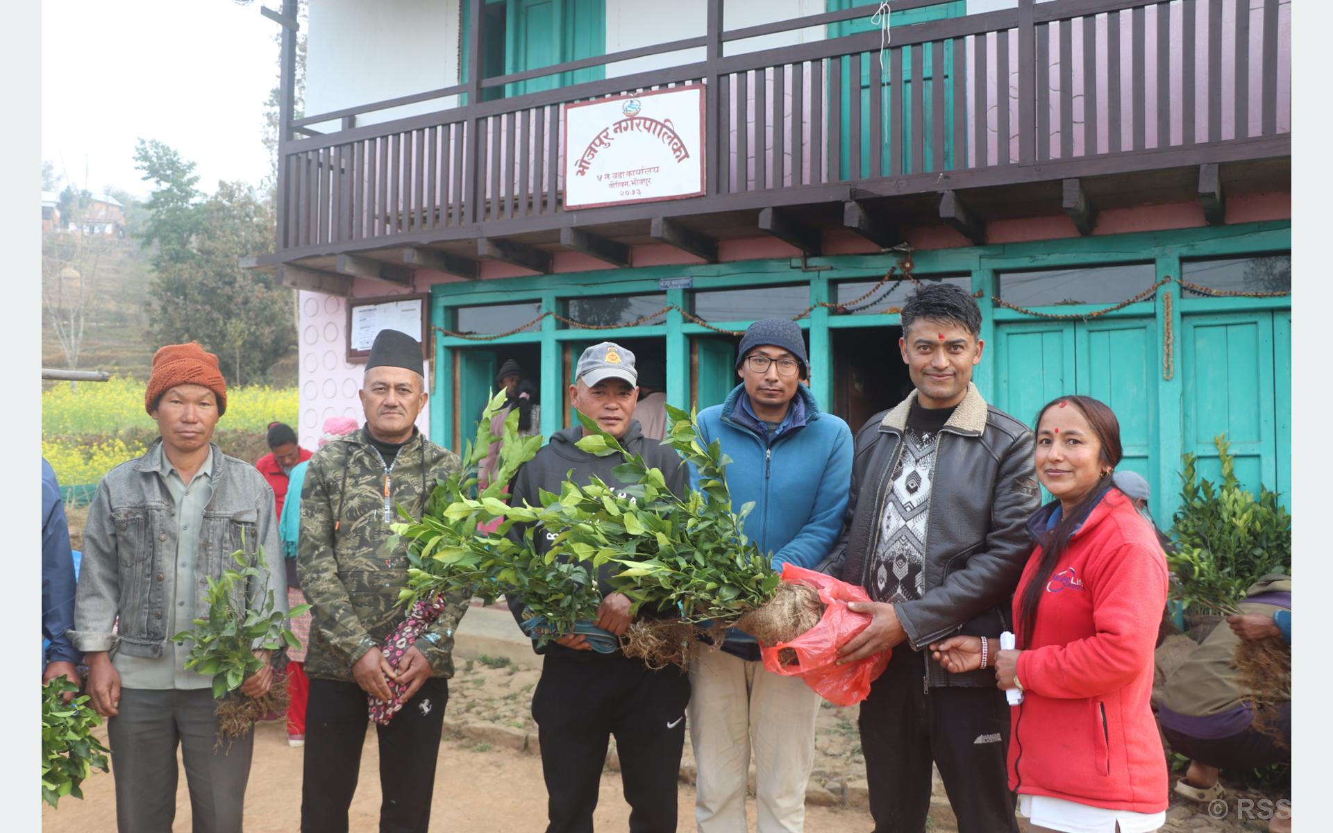 उन्नत जातका सुन्तलाका बेर्ना वितरण