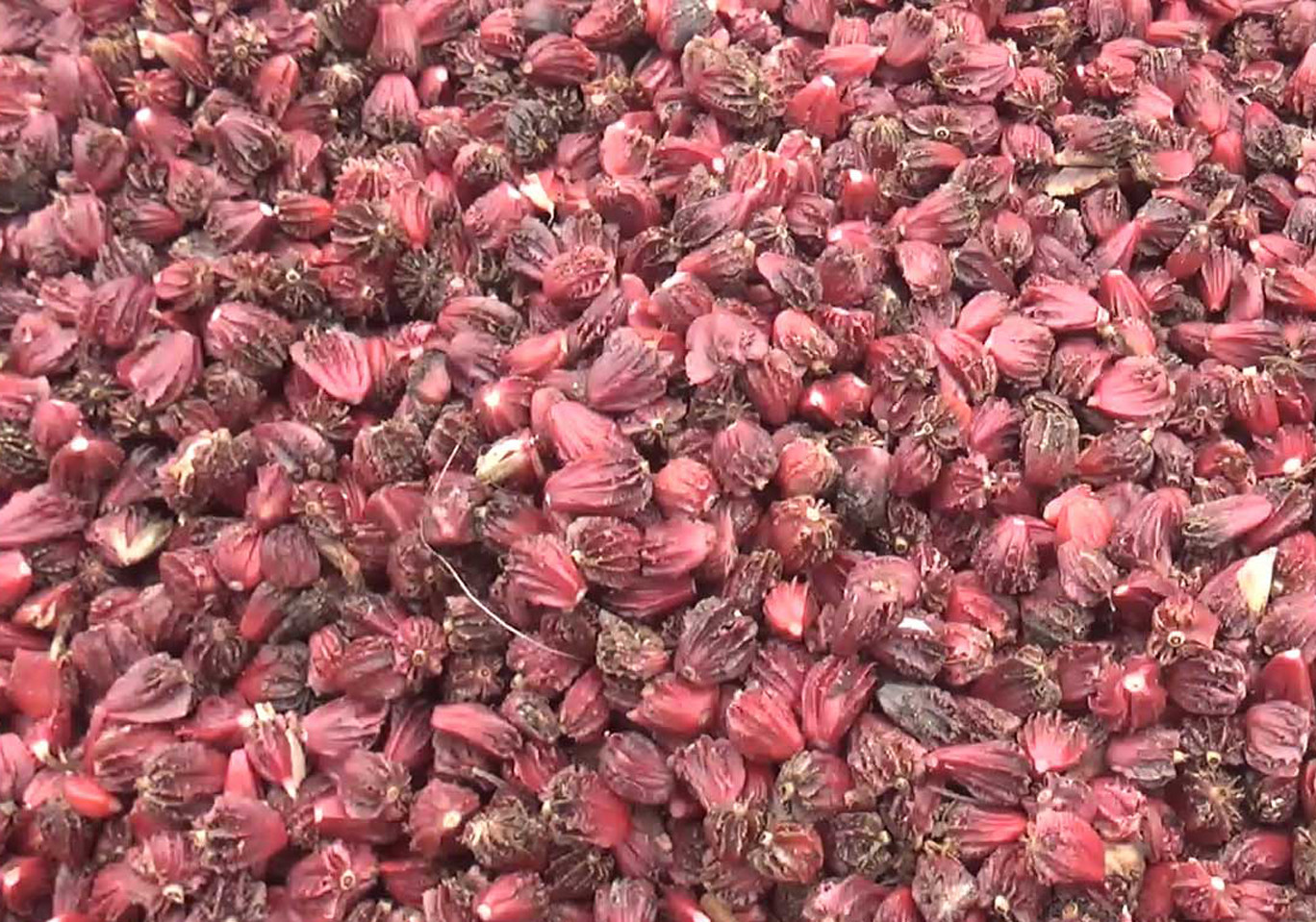 आठ अर्ब ६१ करोड बढीको अलैँची निर्यात