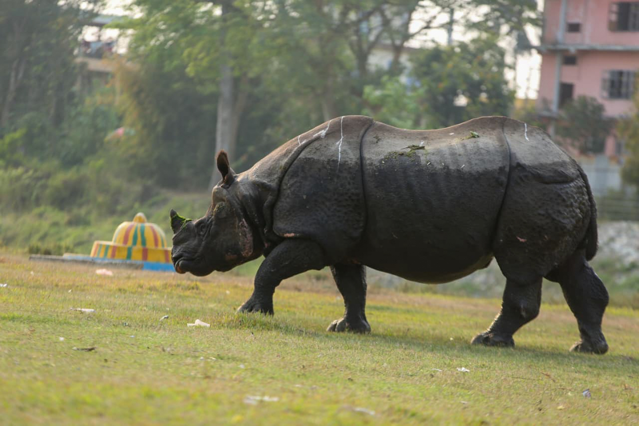 सौराहामा देखिएको एकसिङ्गे गैँडा (तस्बिरहरू)