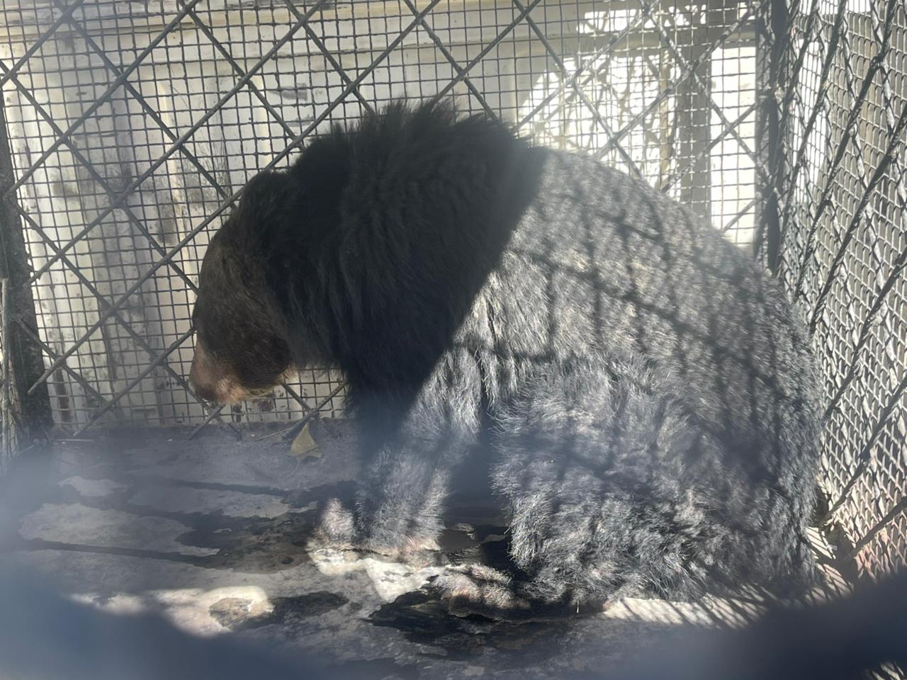 मुस्ताङमा हिमाली कालो भालुको बच्चाको   उद्धार