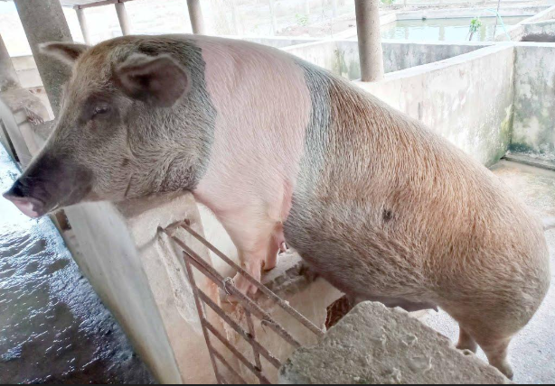 कैलाली-कञ्चनपुरमा बङ्गुरमा अफ्रिकन स्वाइन फिभर पुष्टि