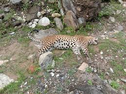 मकवानपुरको चित्लाङमा चितुवा मृत फेला