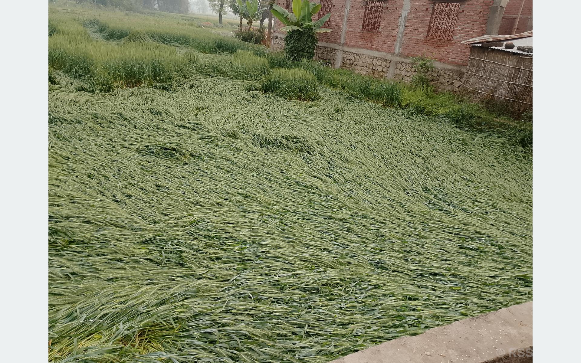 बेमौसमी वर्षाले पश्चिम नवलपरासीमा गहुँबाली नष्ट