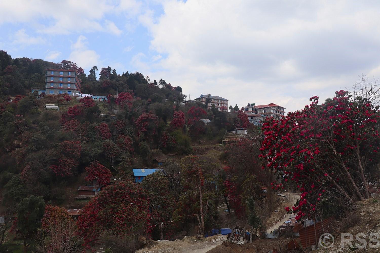 गुराँसले रङ्गिएको घोडेपानी पर्यटकको पर्खाइमा