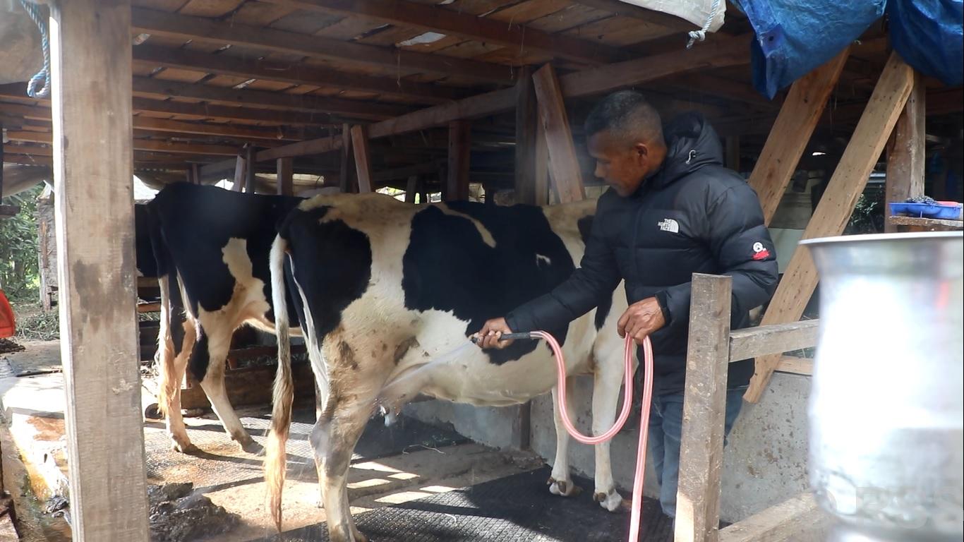 व्यावसायिक गाईपालनबाट आयआर्जन गर्दै वडाध्यक्ष तामाङ