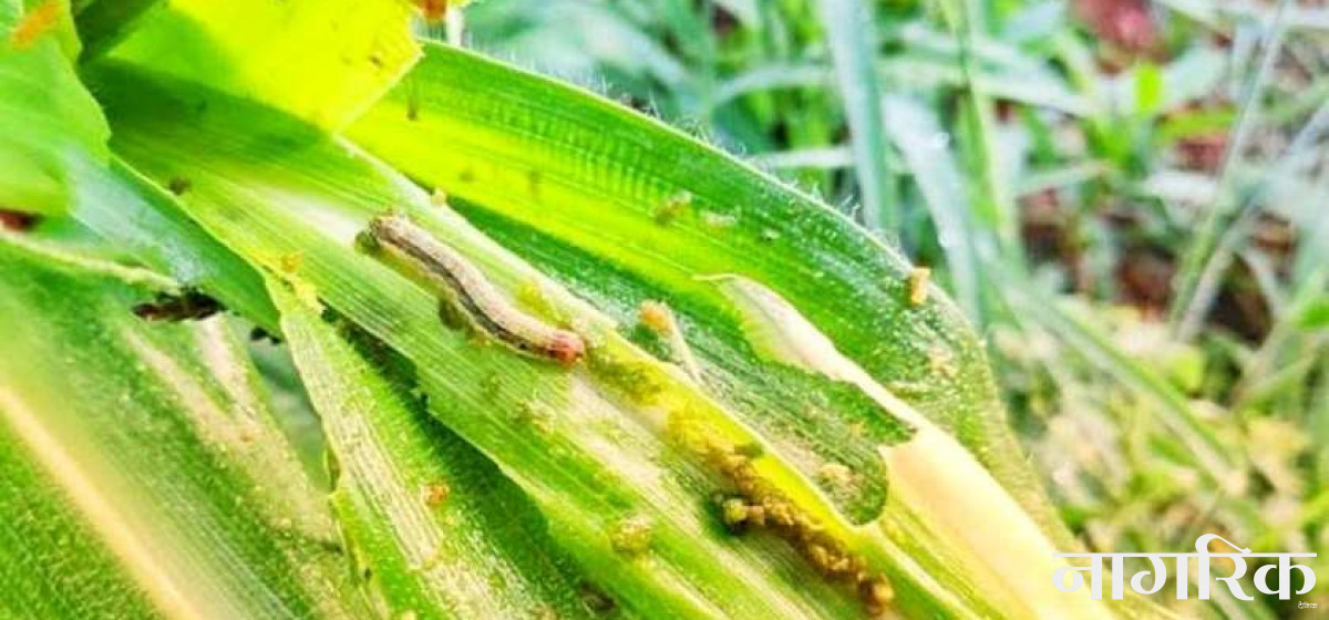 मकै बालीमा किराको प्रकोप