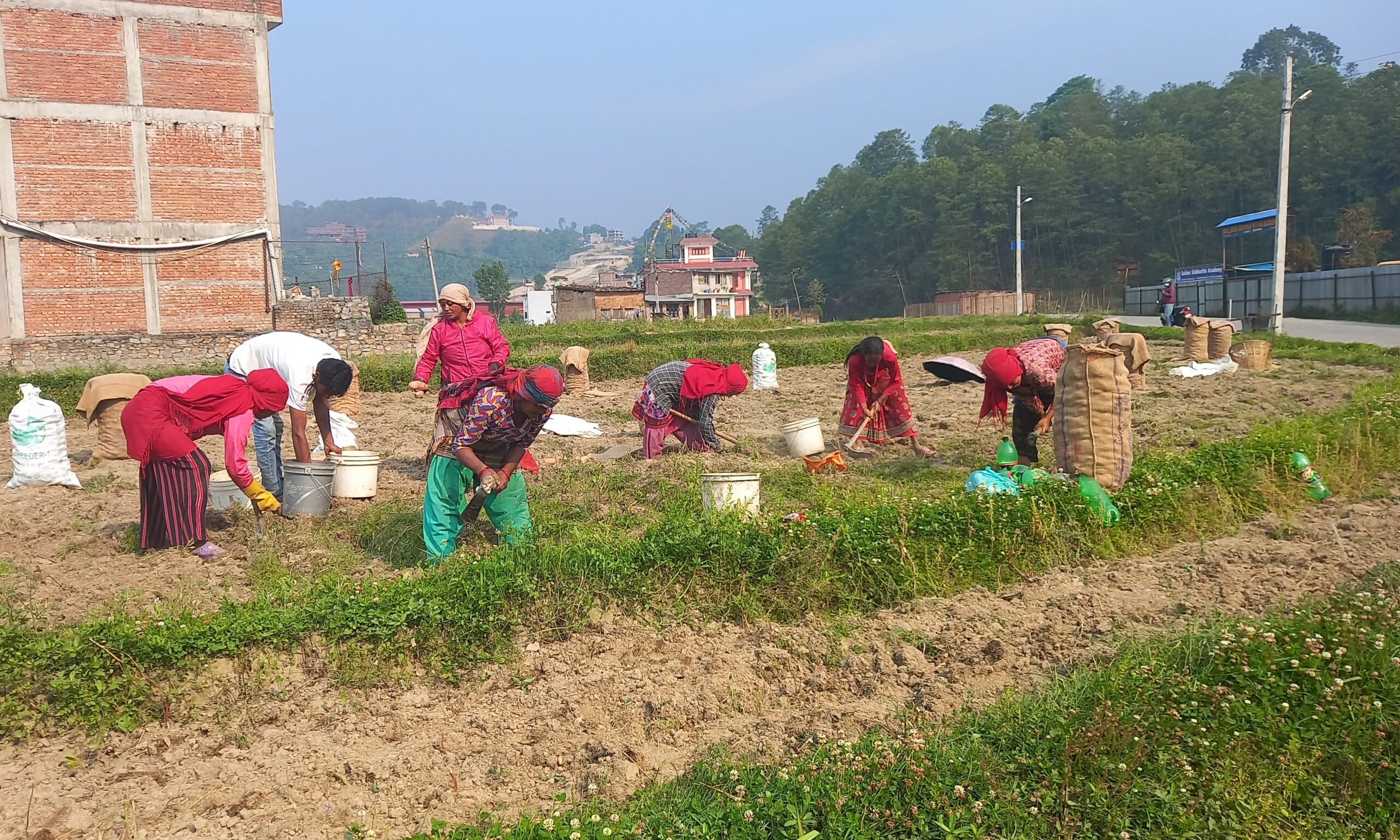 प्रतिकिलो १० मा पनि बिक्दैन आलु