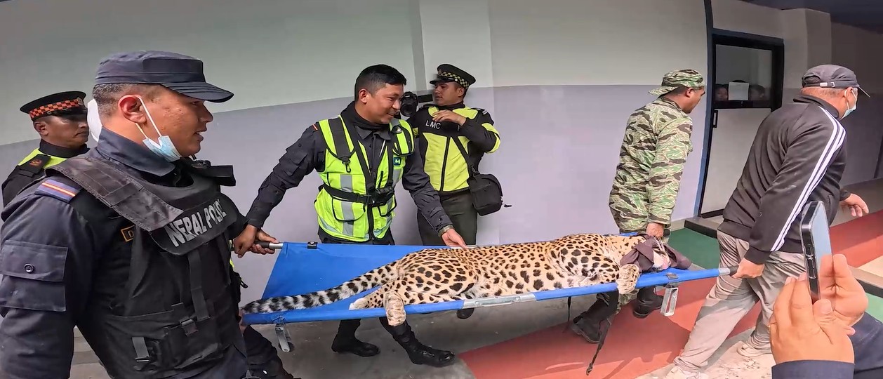 ललितपुरबाट चितुवाको उद्धार