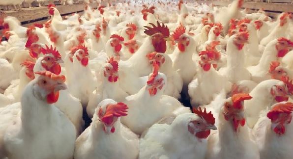 ‘बर्ड फ्लु’ भेटिएपछि मासु–अण्डा ओसारपसारमा प्रतिबन्ध