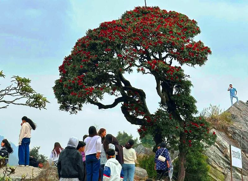 गुराँस हेर्न रायराँयकोट