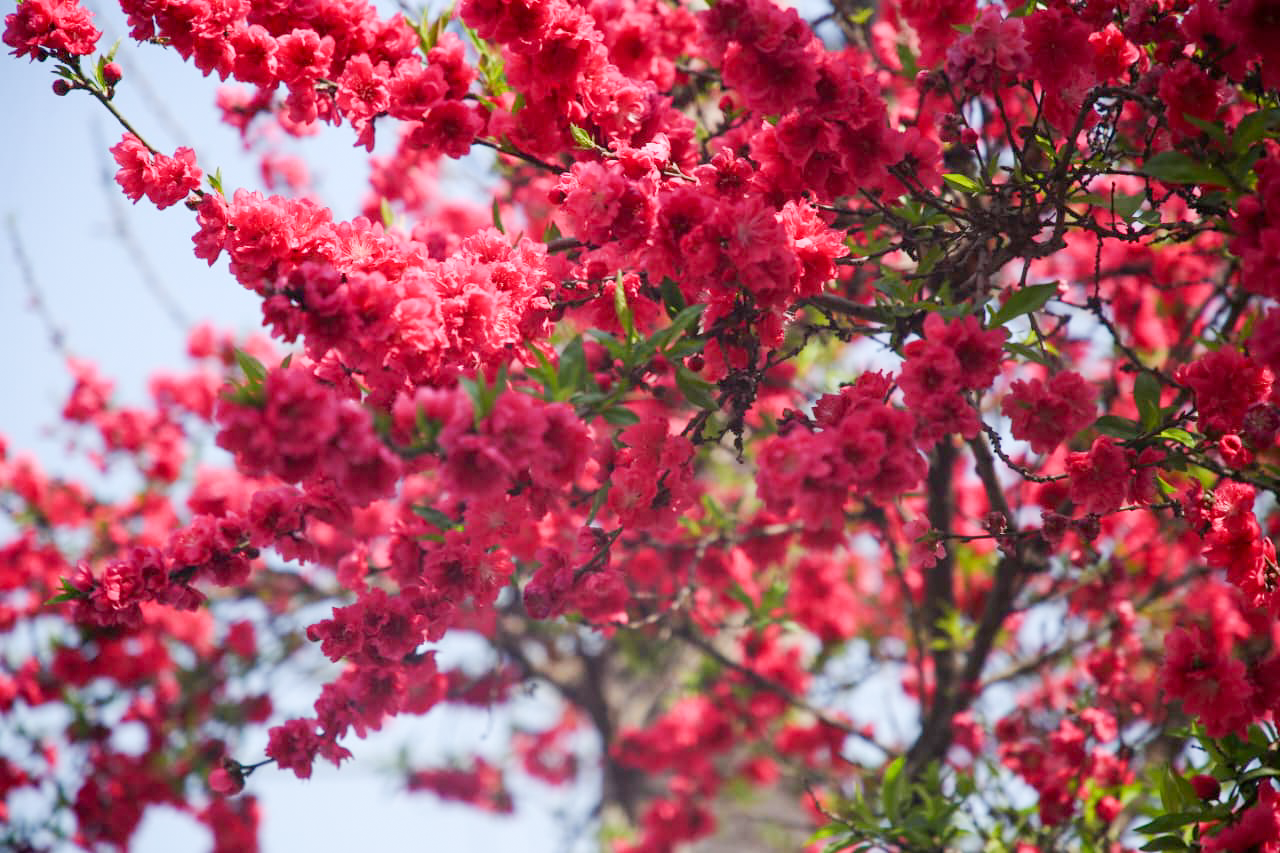 चेरी फूलले सजियो काठमाडौं (तस्बिरहरू)