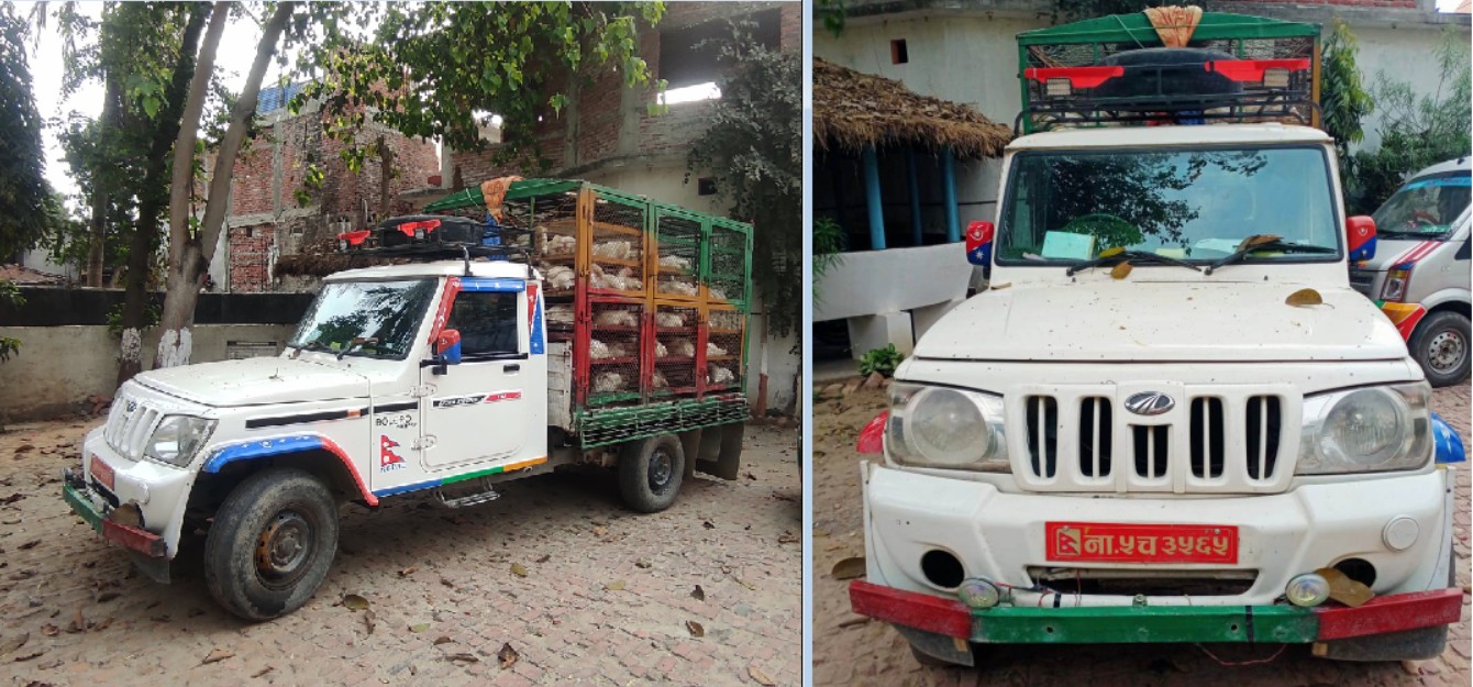 तस्करीको कुखुरासहित बोलेरो नियन्त्रणमा