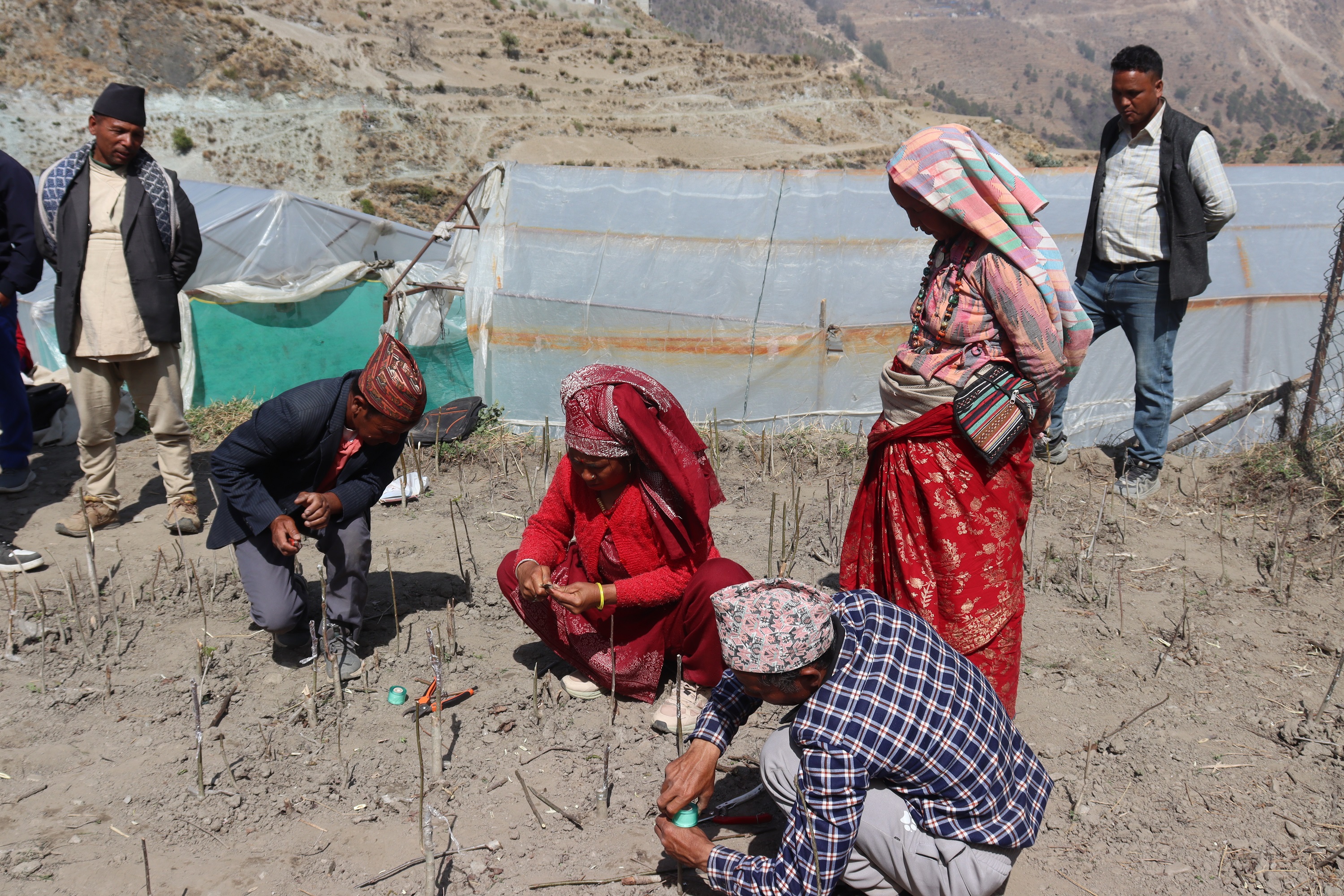 मुगुका कृषकहरु ओखर खेती लगाउने विधि सिक्दै