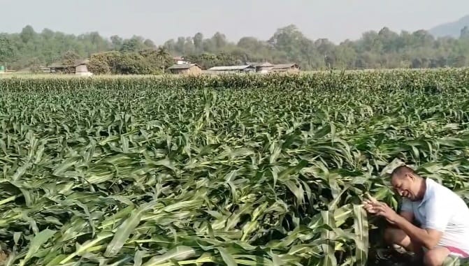 हावाहुरीको वितण्डास् रौतहटमा पकेट क्षेत्रकै मकै बाली सखाप, किसान मर्कामा