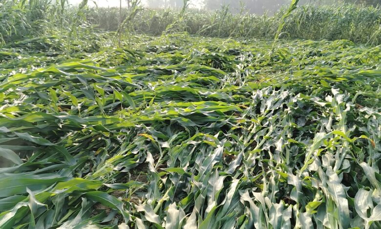 हावाहुरीले सर्लाहीमा मकै र गहुँबालीमा ठूलो क्षति, किसान चिन्तित