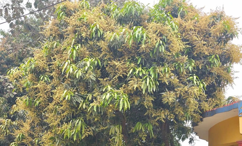 रौतहटमा आँपको मोजरले ढकमक्क रूखहरू : उत्पादन बढ्ने आशामा किसान