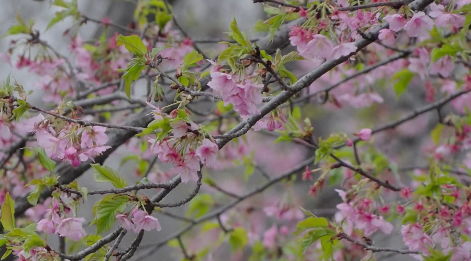 वसन्त ऋतुका फूलहरूले चीनका पार्क भरिभराउ
