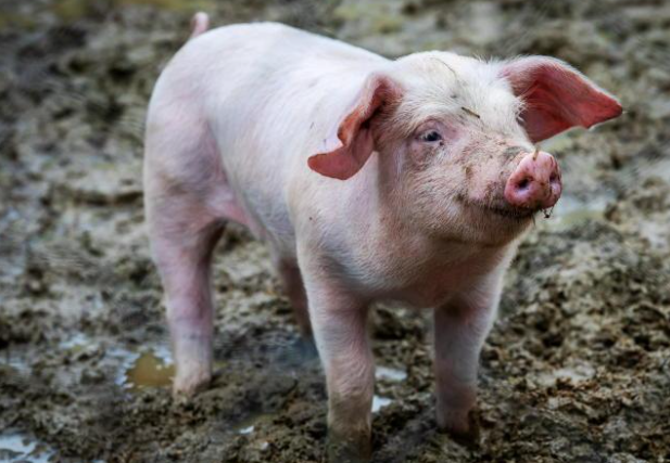 बंगुरमा अफ्रिकन स्वाइनको संक्रमण, ४६ वटा बंगुर मरे