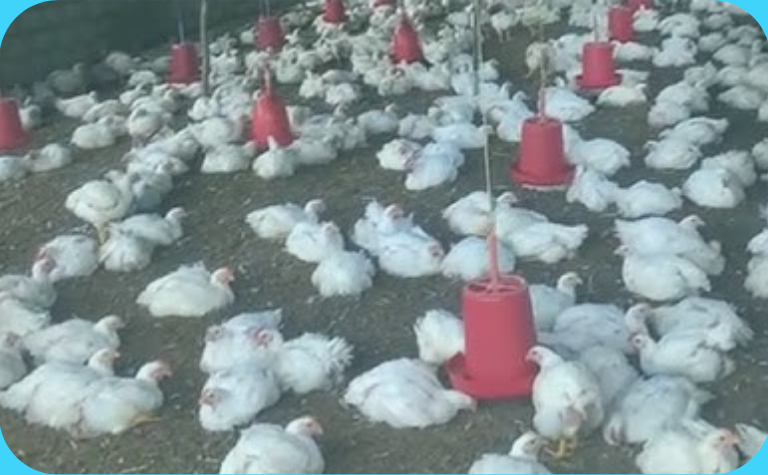 नेपालको कुखुरापालन व्यवसायमा बजार र पुँजीको अभाव मुख्य चुनौती