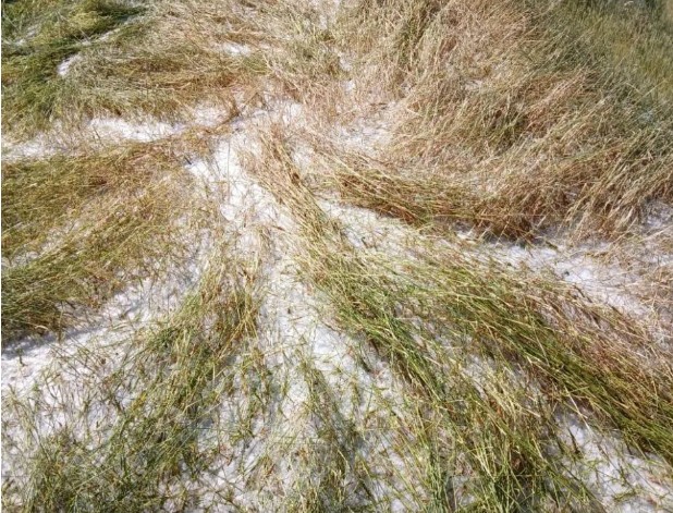 असिना पानीले भित्र्याउने समयको बाली नष्ट, कृषकहरू चिन्तित