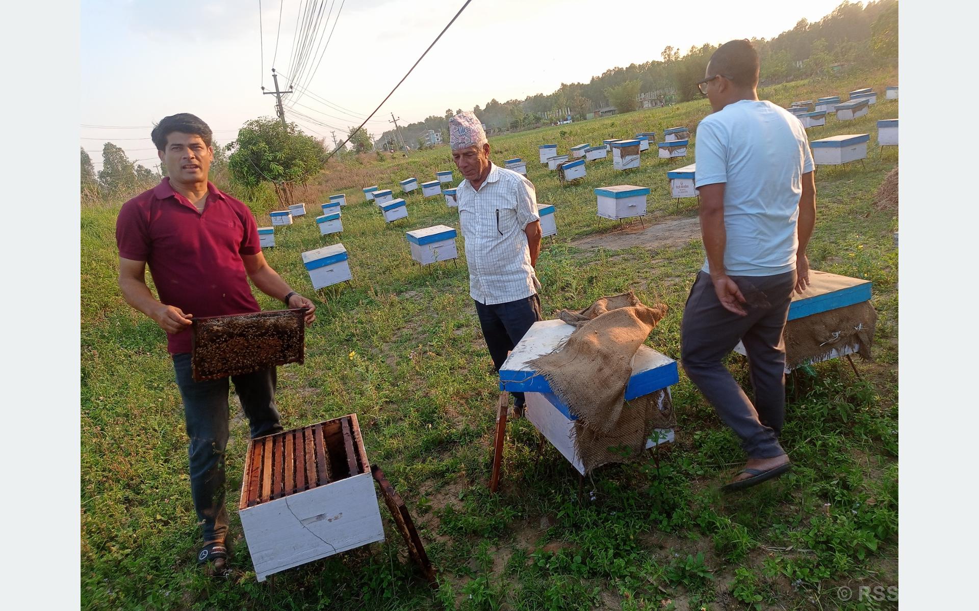 महोत्तरीका वनमा माहुरी चराउँदै चितवनका किसान