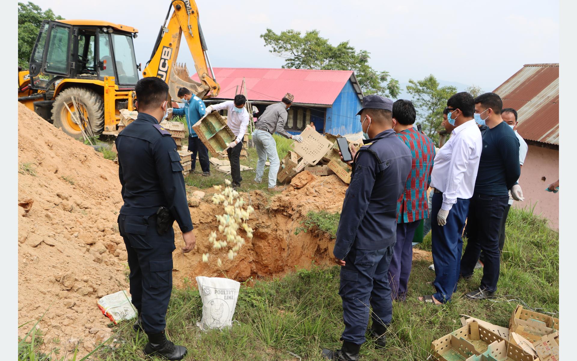 प्रतिबन्धित क्षेत्रबाट ल्याइएका चार हजार बढी चल्ला नष्ट