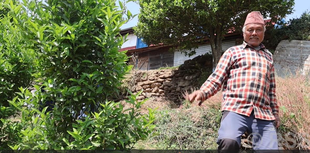 सुन्तला र अलैँचीखेतीमा रमाउँदै केसी