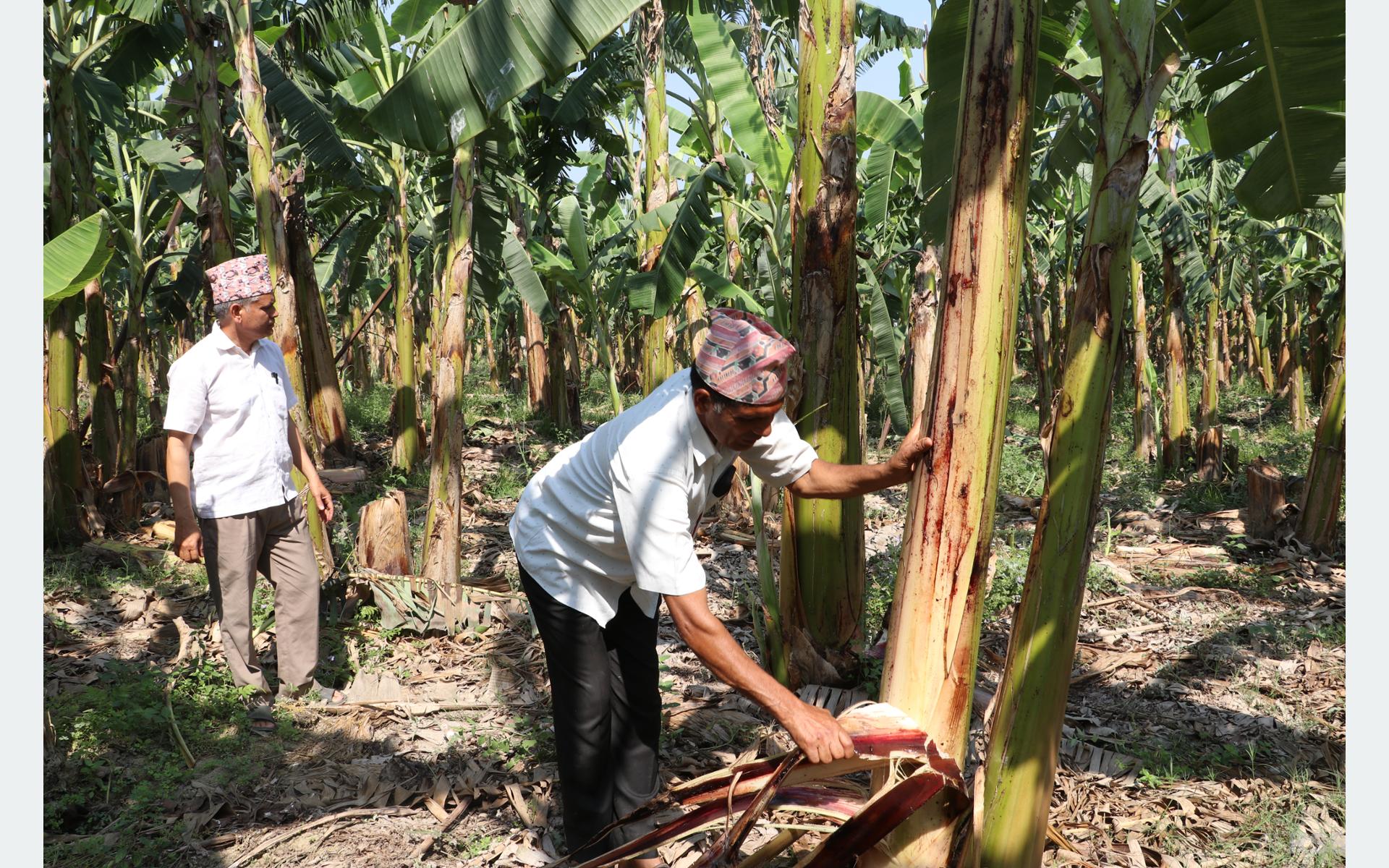 उचित मूल्य नपाएको केरा उत्पादक किसानको गुनासो