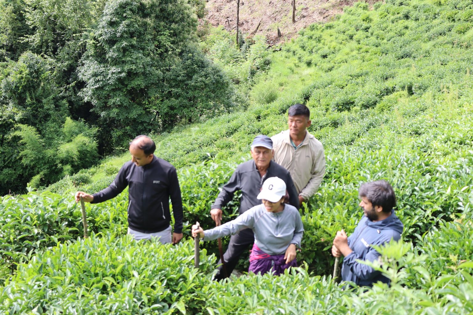 ताराखोलाको चिया मुलुककै उत्कृष्ट
