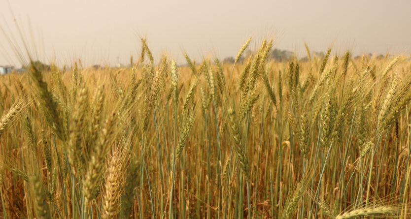 वर्षाले गहुँबाली भिजाउँदा किसान चिन्तित